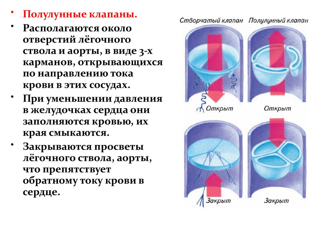 Какую функцию выполняет полулунный клапан. Строение клапана легочного ствола. Строение полулунного клапана легочного ствола. Аортальный клапан 3 створчатый полулунный. Полулунные клапаны аорты и легочного ствола.