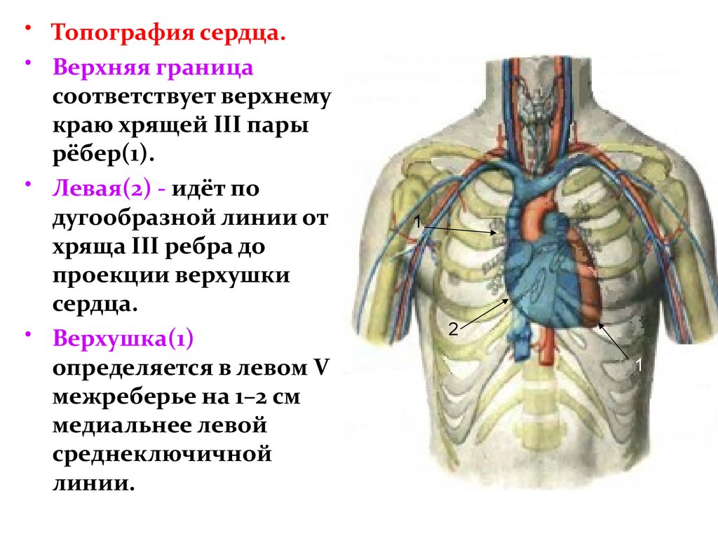 Верхняя граница см. Верхушка сердца топография. Топография сердца верхняя граница. Топография сердца человека анатомия. Расположение верхней границы сердца.