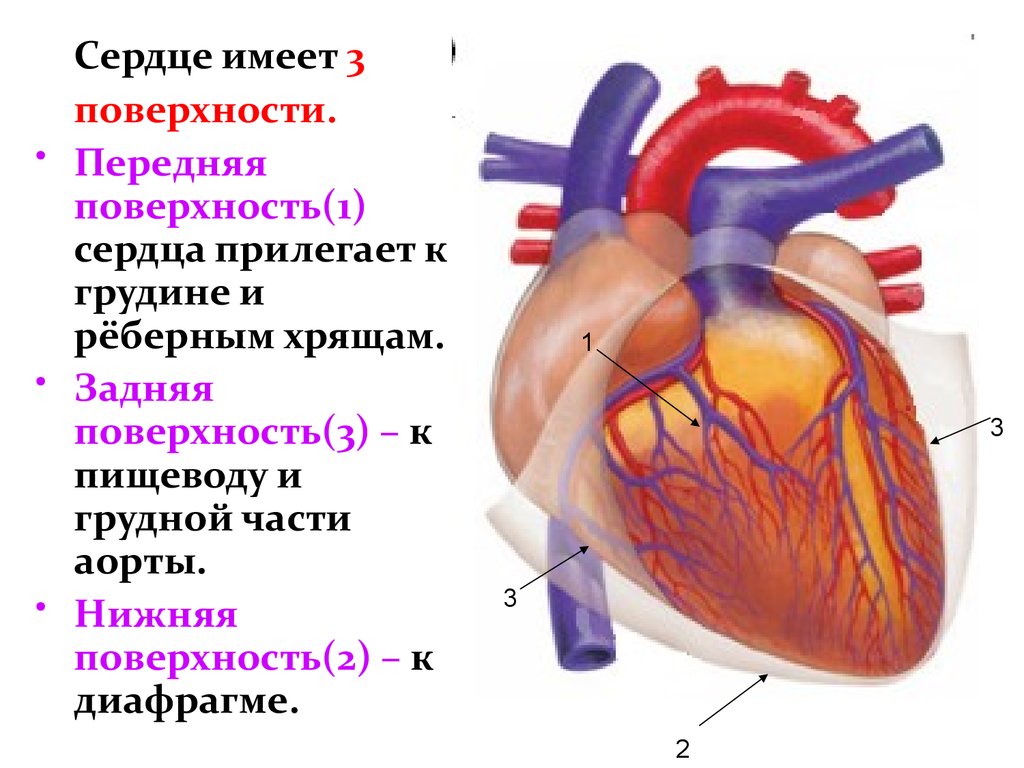 Сердце образовано клетками. 3 Поверхности сердца грудино реберную. Внешнее строение сердца поверхности. Отделы сердца прилежащие к диафрагме. Сердце анатомия.