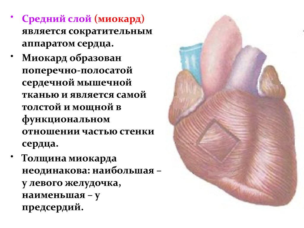 Сердечная стенка образована какой тканью. Миокард образован сердечной поперечно-полосатой мышечной тканью. Поперечнополосатая сердечная мышца миокард. Средний слой сердца миокард образован. Слои миокарда сердца анатомия.