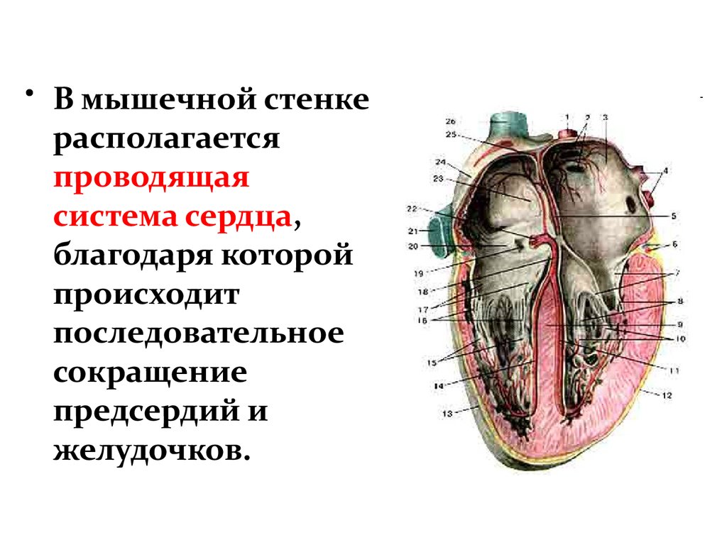 Слои предсердия. Мышечная стенка желудочков сердца. Схема слоев миокарда предсердий и желудочков сердца. Проводящая система сердца схема. Мышцы предсердий и желудочков.
