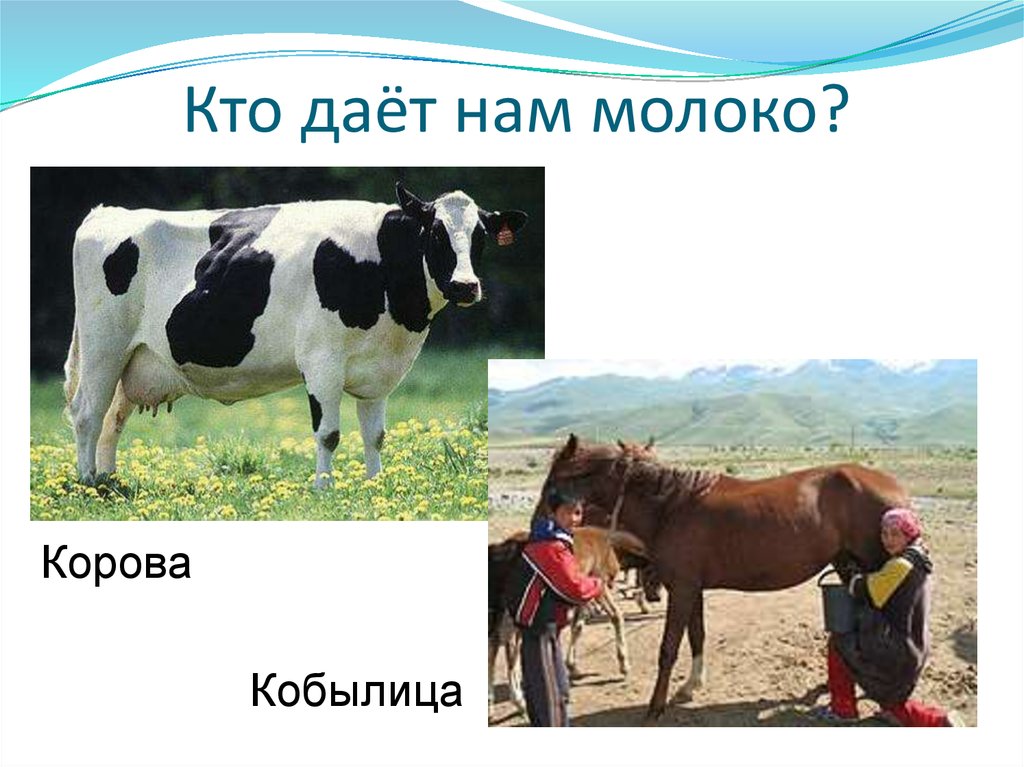 домашние животные дающие молоко. домашнее животное дающее молоко. молоко от разных видов животных. животное которое дает молоко. происхождение слова корова.
