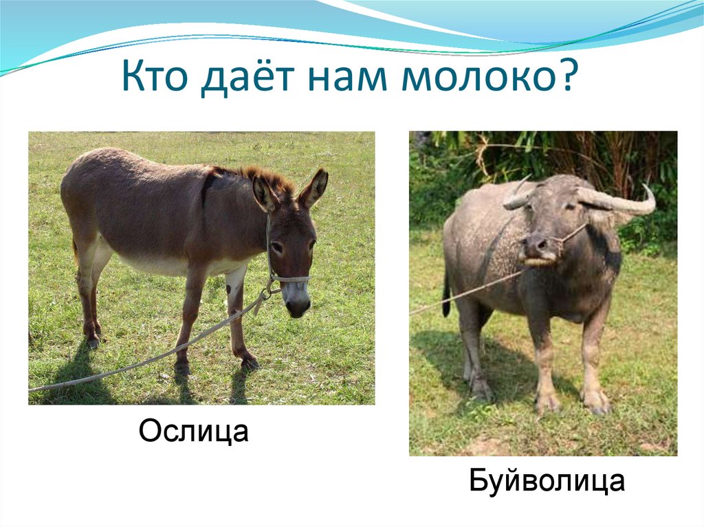 Кто даёт нам молоко?