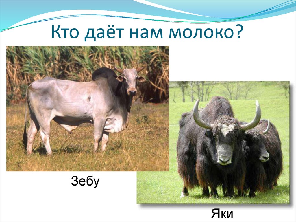 Кто даёт нам молоко?