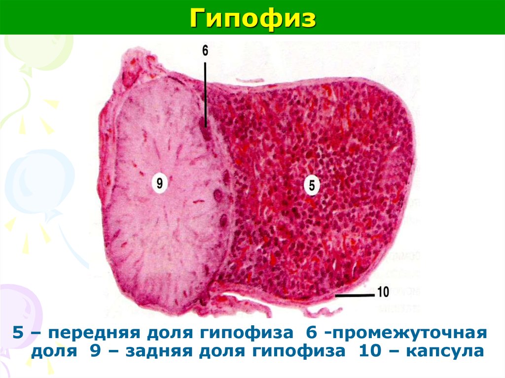 Гипофиз гистология рисунок