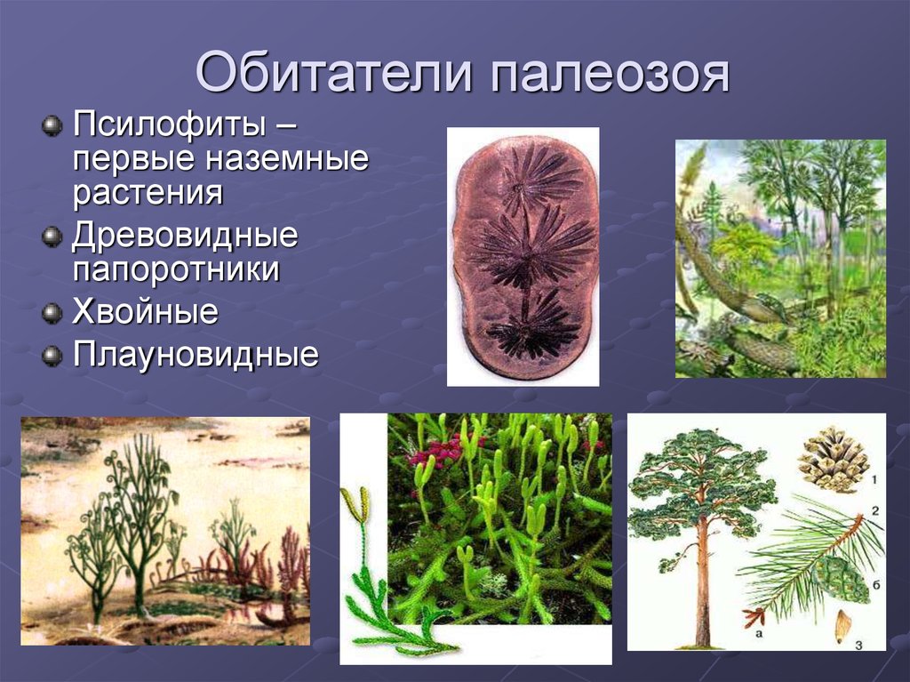 Первые наземные растения. Псилофиты Голосеменные. Палеозой псилофиты. Псилофиты - предки папоротников. Псилофиты споровые.