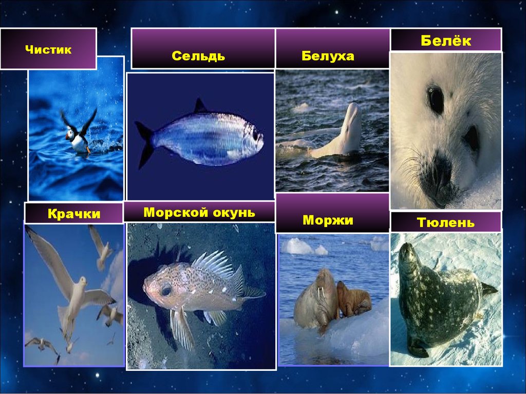Ледовитые обитатели океана. Животный мир Атлантического океана список. Обитатели Атлантического океана список. Рыбы Арктики названия.