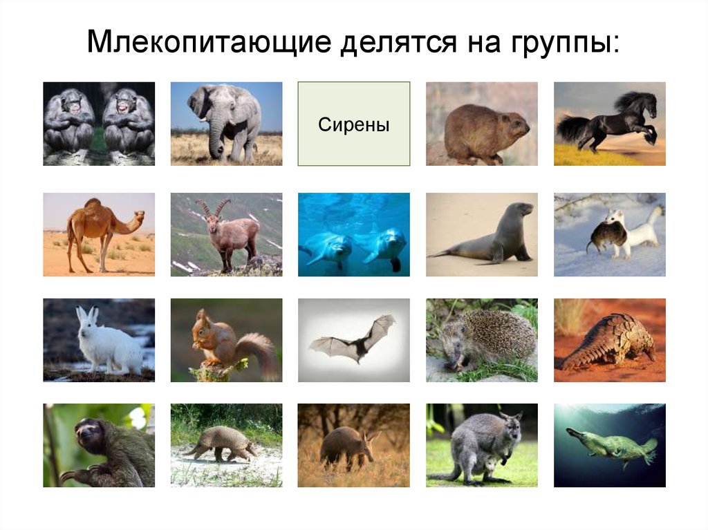 Представители класса звери. Виды млекопитающих. Млекопитающие представители. Классификация млекопитающих. Систематика млекопитающих.