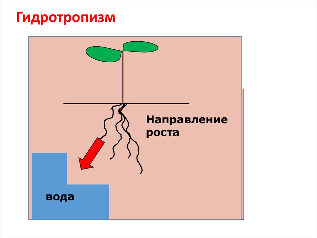 Изменение направления роста