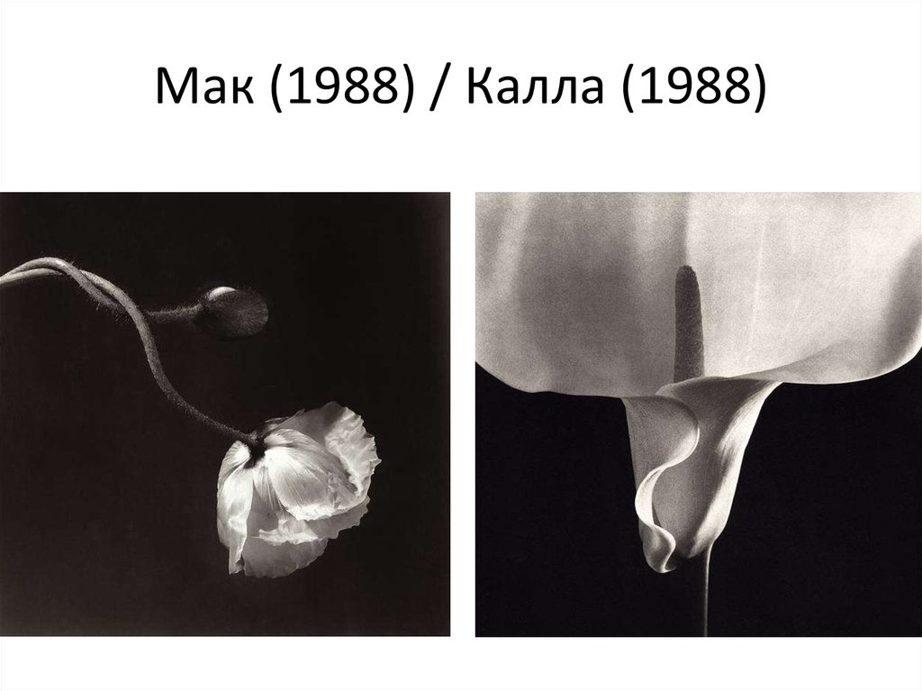 Мак (1988) / Калла (1988)