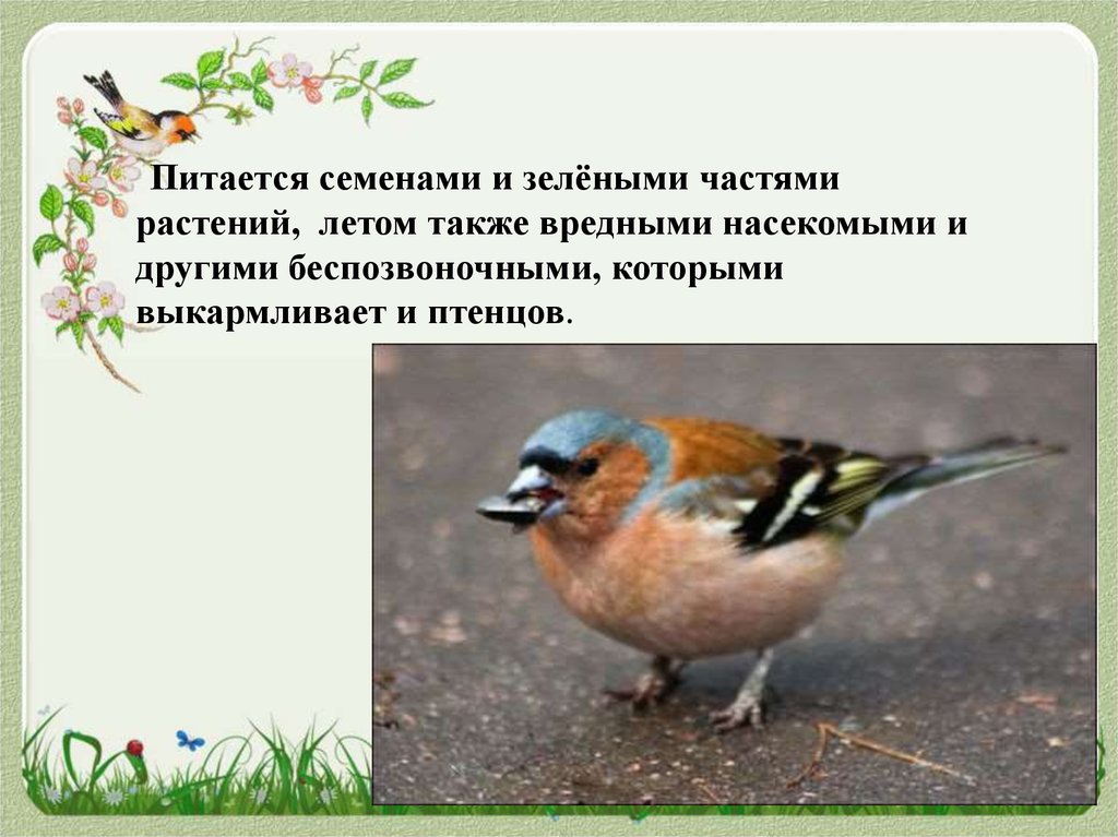 Какие птицы растительные. Птицы питающиеся насекомыми и растениями. Птицы весной презентация. Птицы питающиеся семенами Курской области. Кто питается семенами.