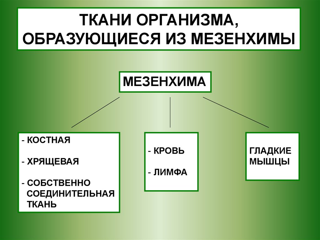 Организмы появившиеся. Органы и ткани образующиеся из мезенхимы. Какие ткани образуются из мезенхимы. Мезенхимальная ткань. Что образуется из мезенхимы.