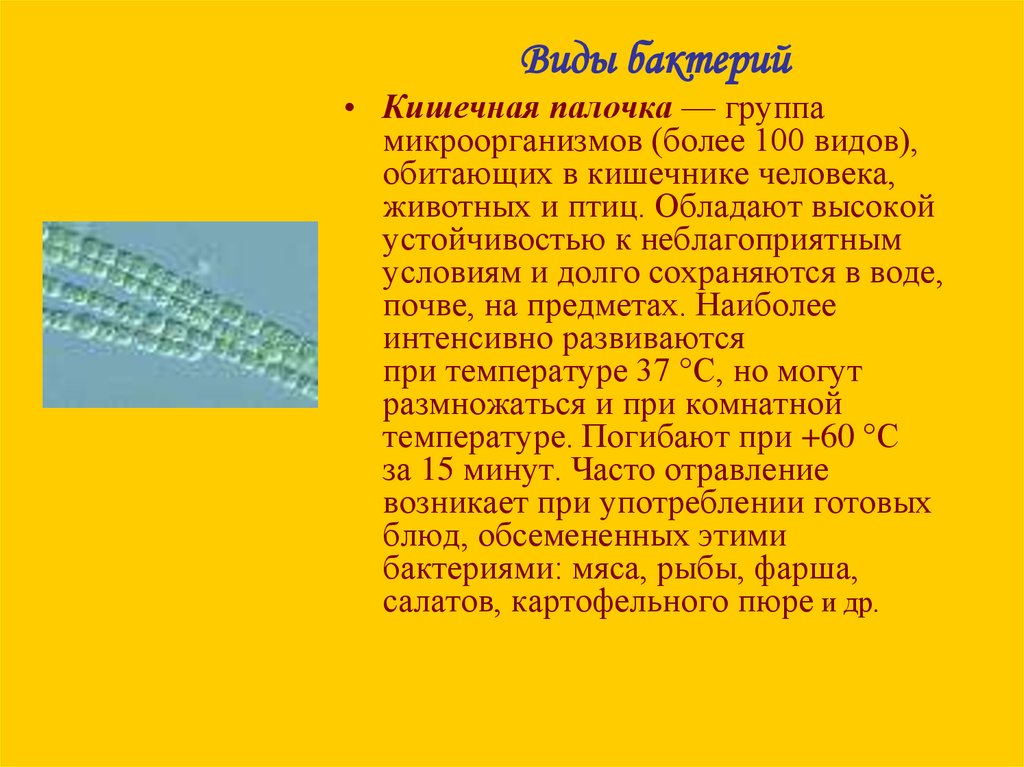 Короткое со. Кишечная палочка доклад. Кишечная палочка доклад по биологии 5 класс. Доклад про кишечную палочку 5 класс. Виды кишечных бактерий.