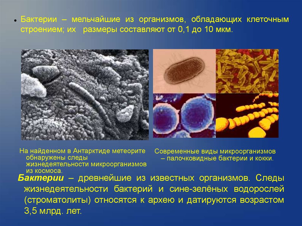 Мельчайшая форма жизнь. Бактерии в организме. Жизнедеятельность микроорганизмов. Строение и жизнедеятельность бактерий. Древние бактерии.