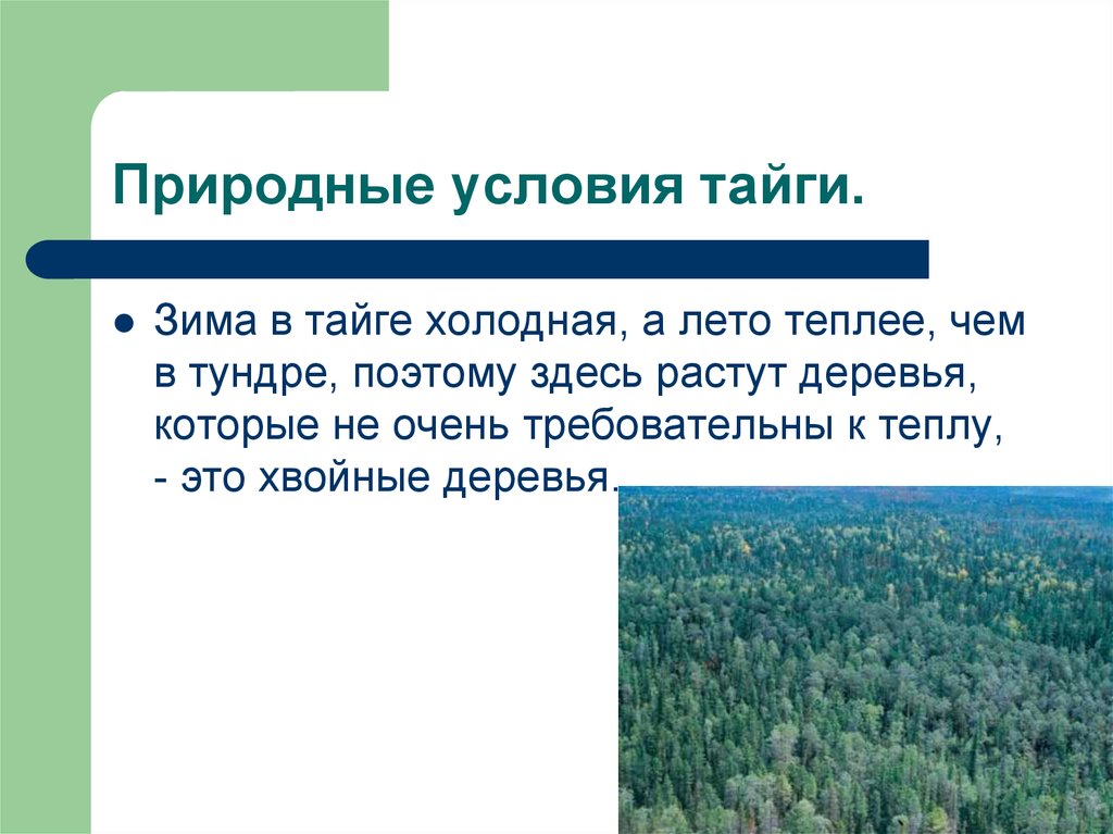 Хвойные леса какая природная зона. Природные условия тайги. Природные условия тайги в России. Природные условия в таежной зоне. «Климатические и природные условия тайги».