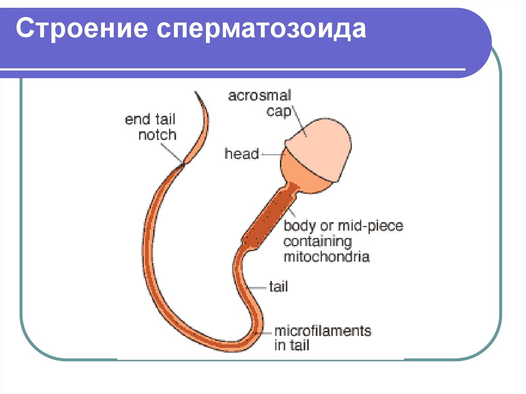 Из Чего Состоит Сперма И Какого Цвета