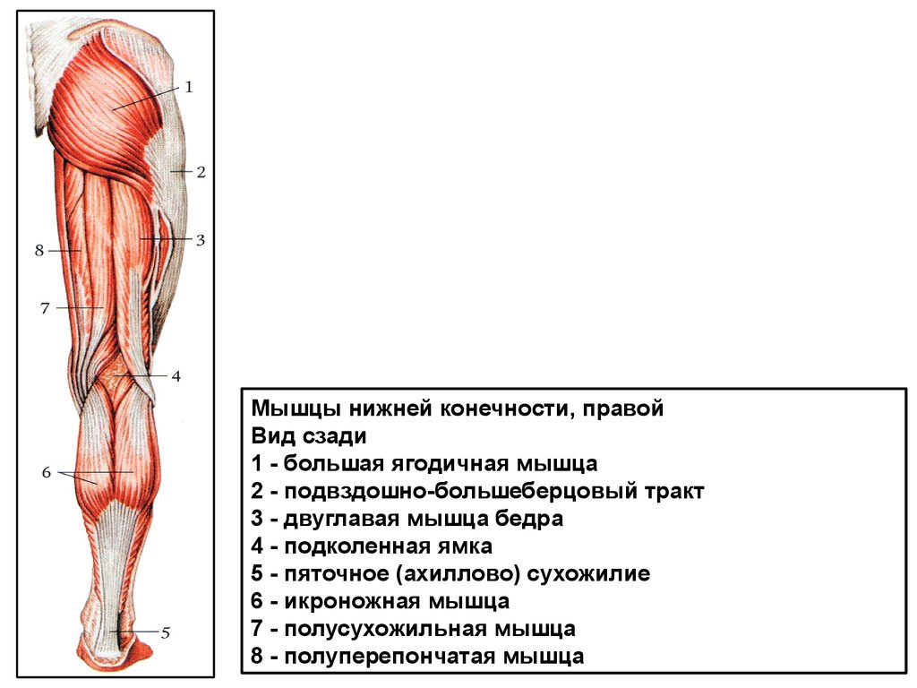 Сухожилия на ногах схема