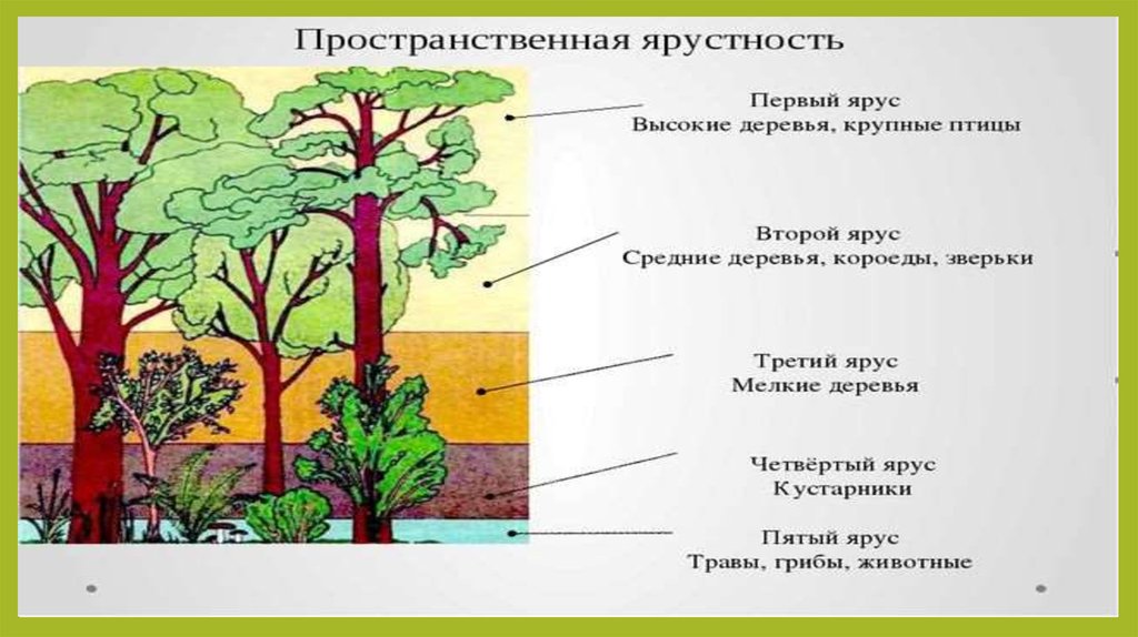 Пространственная структура биоценоза презентация