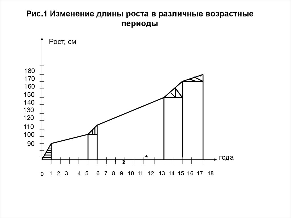 Рост в длину