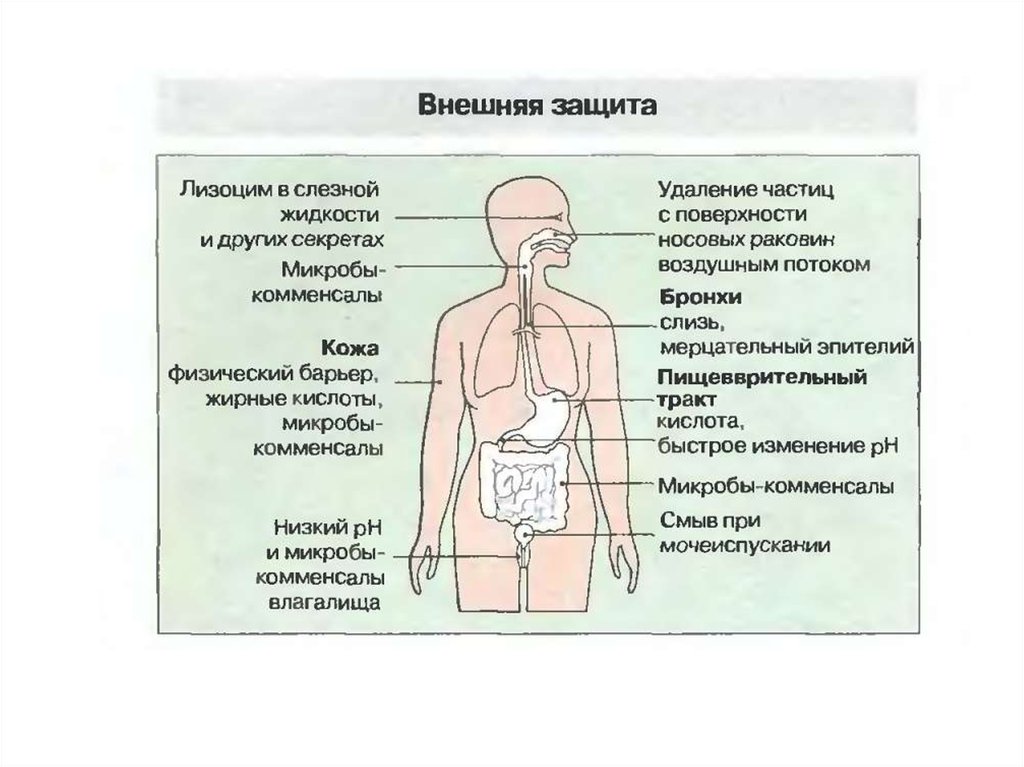 И защищенностью от внешних. Внешняя защита. Внешняя защита организма. Внутренняя среда организма человека защитные барьеры. Внешняя защита человека это.