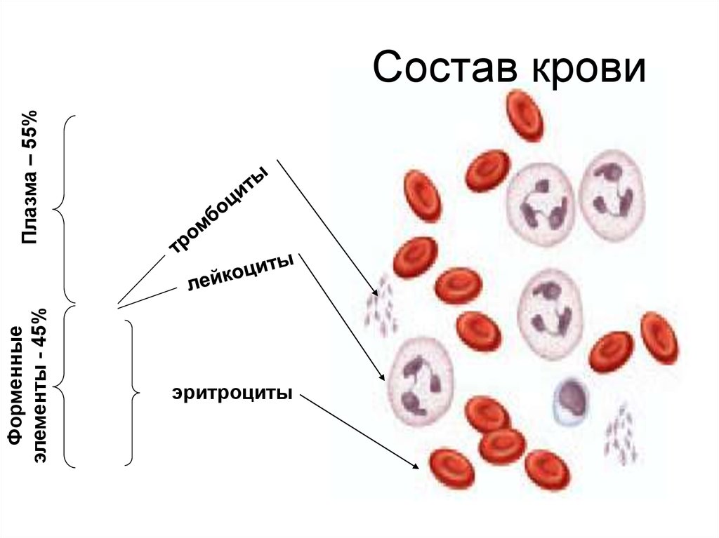 Тест клетки крови