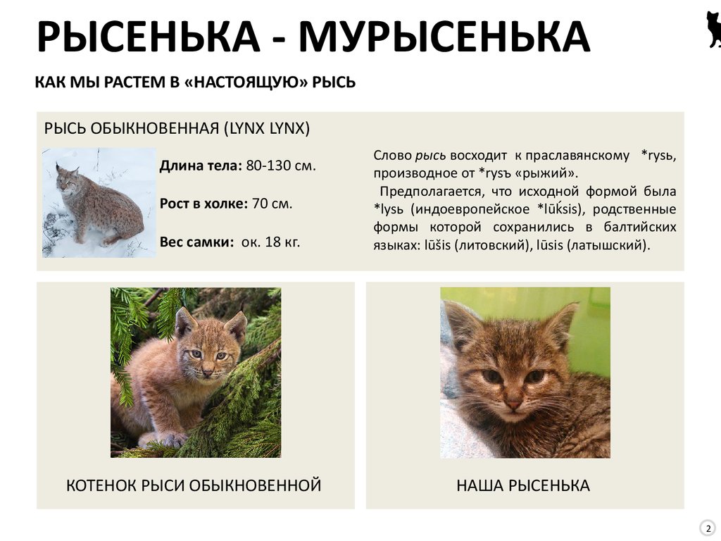 КАК МЫ РАСТЕМ В «НАСТОЯЩУЮ» РЫСЬ