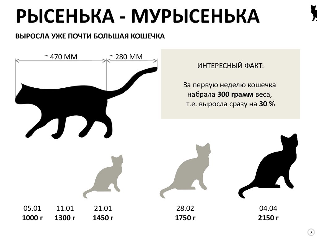 Объем cat. Средние Размеры кошки. Недельная кошка. Средний вес кота обычного. До скольки месяцев растут кошки.