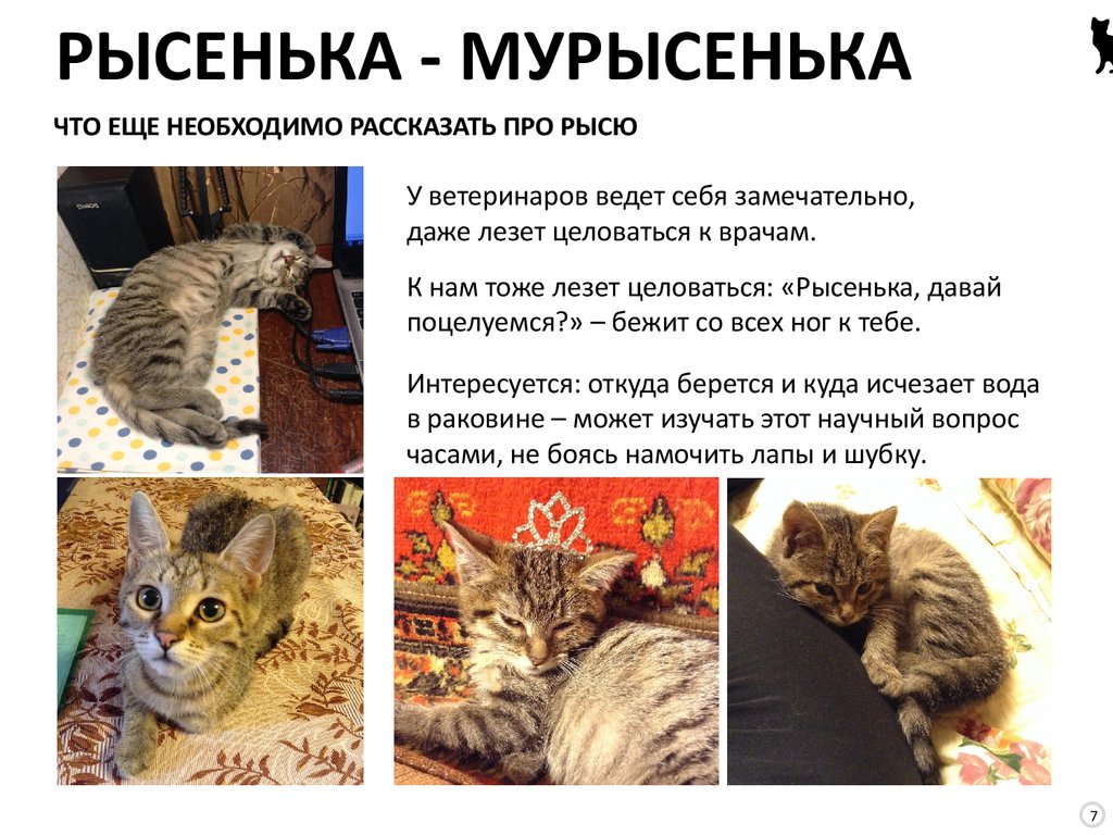 ЧТО ЕЩЕ НЕОБХОДИМО РАССКАЗАТЬ ПРО РЫСЮ