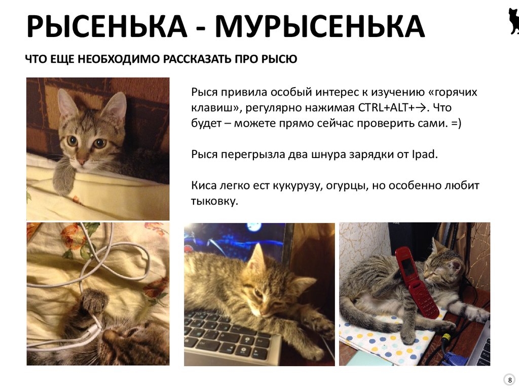 ЧТО ЕЩЕ НЕОБХОДИМО РАССКАЗАТЬ ПРО РЫСЮ