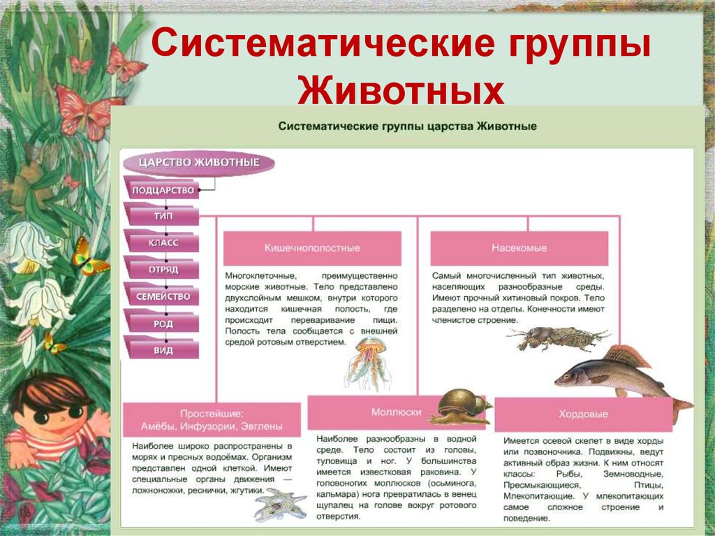 Характеристика царства животные 5 класс пасечник презентация