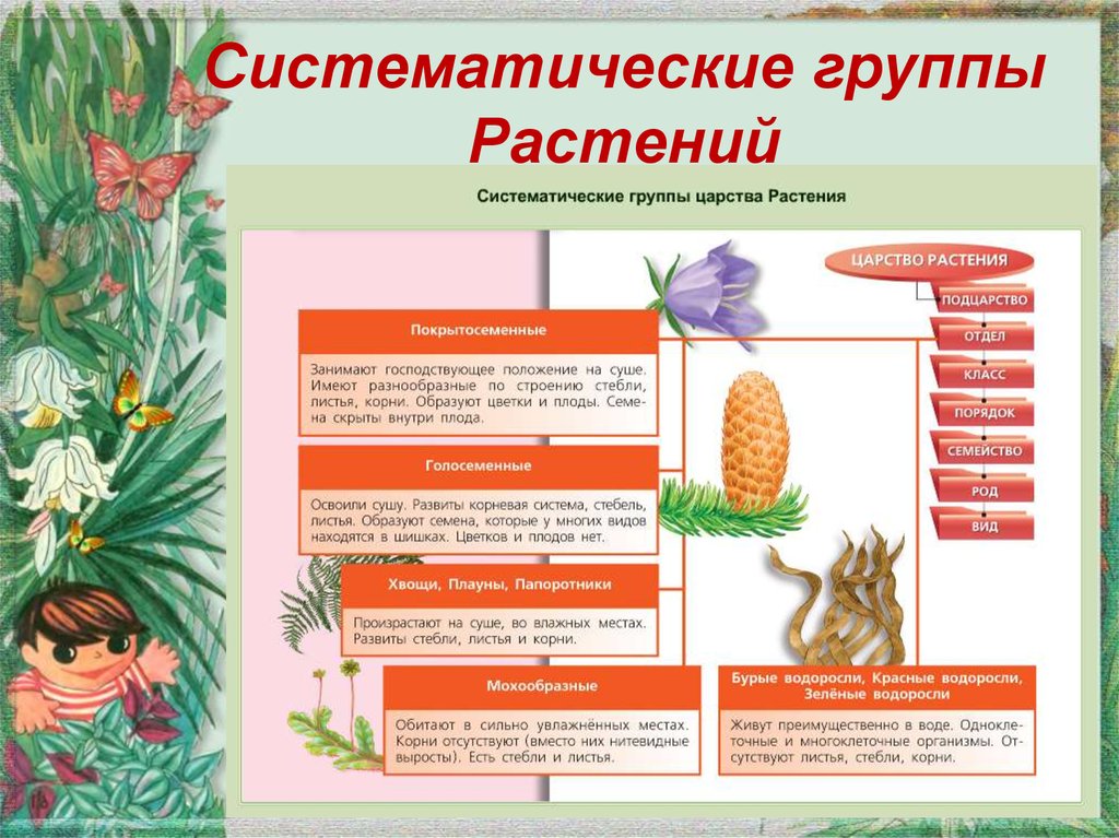 Основные таксономические группы. Систематические категории растений и животных 5 класс биология. Систематическая группа растений таблица 5 класс. Систематические группы растений 5 класс. Системо ические группы растений.