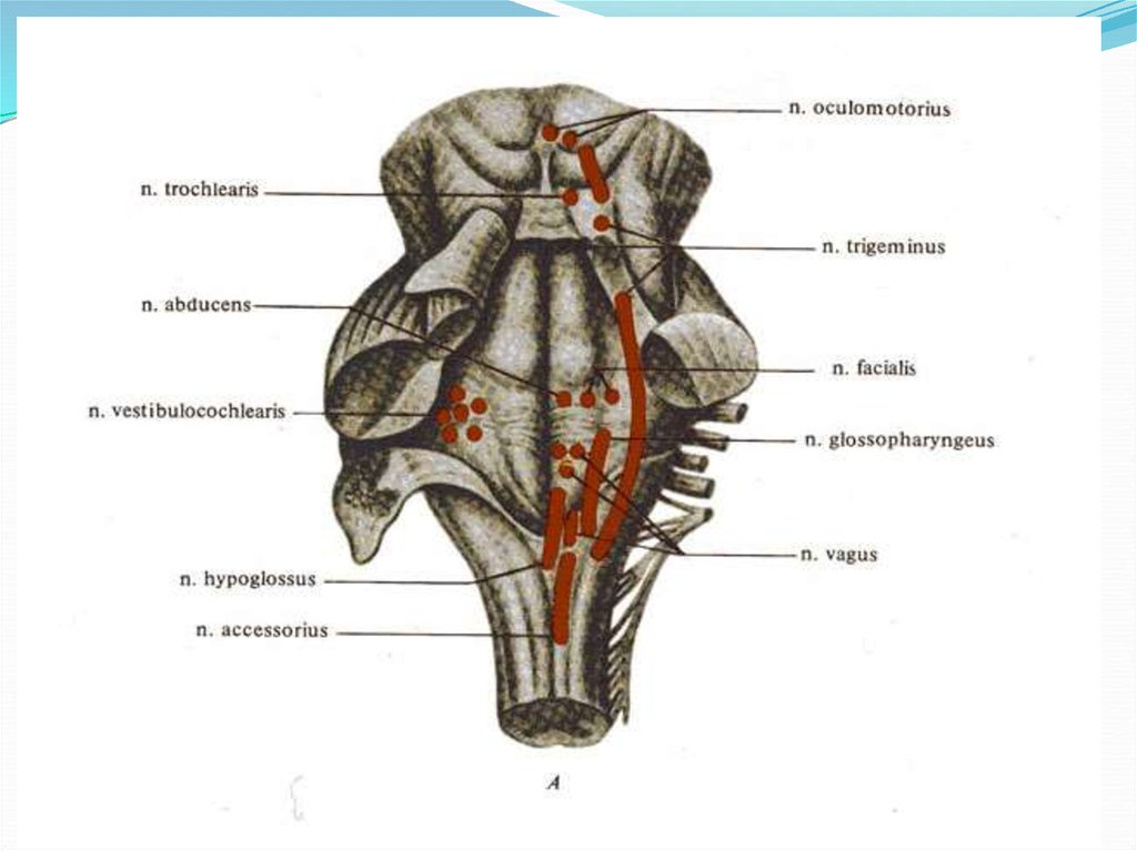 Ядра продолговатого мозга. Вентральные ядра продолговатого. Ядра продолггватогомозга. Ядра ствола продолговатого мозга.