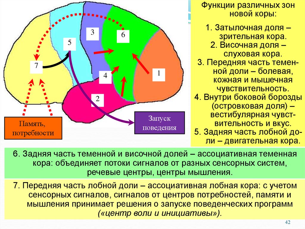 Центр памяти. Зоны новой коры. Ассоциативная лобная кора. Интегративные зоны коры. Физиологические свойства коры.