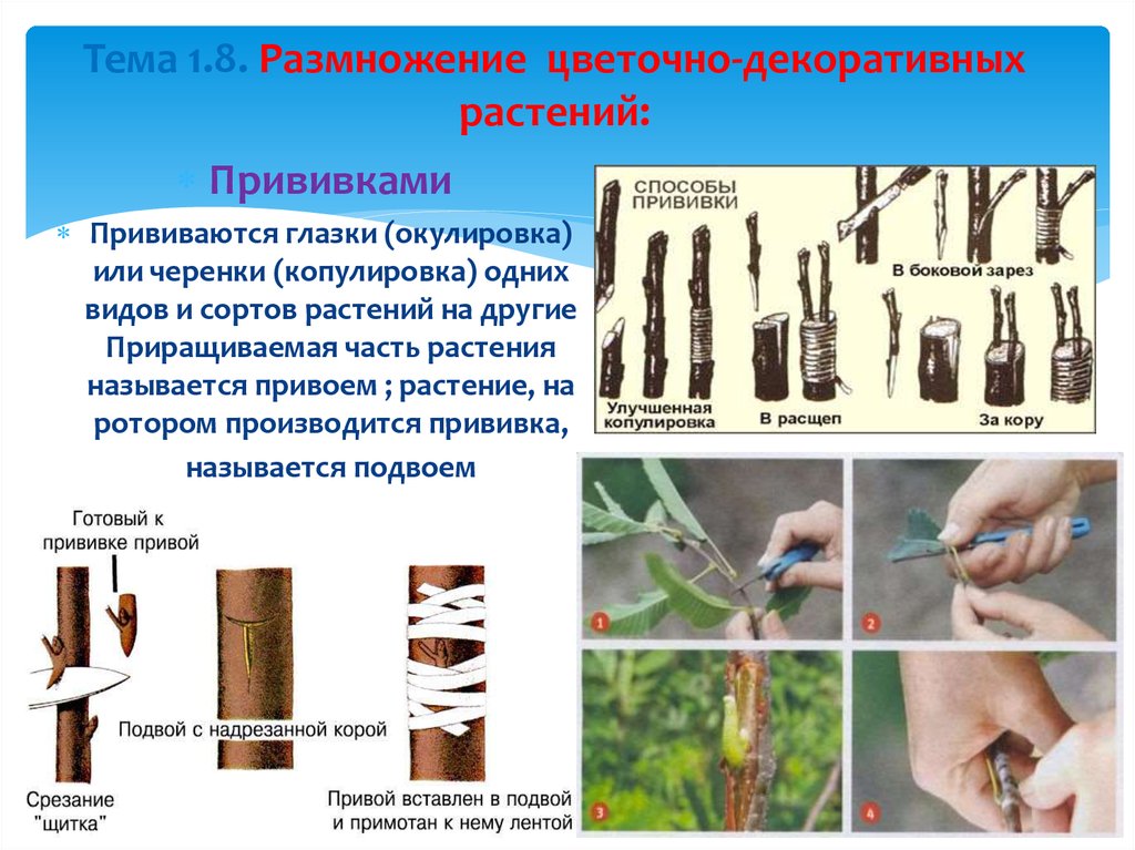 Прививка способ вегетативного размножения. Прививка растений вегетативное размножение. Вегетативное размножение прививкой. Размножение прививкой черенком примеры растений. Окулировка вегетативное размножение растений.