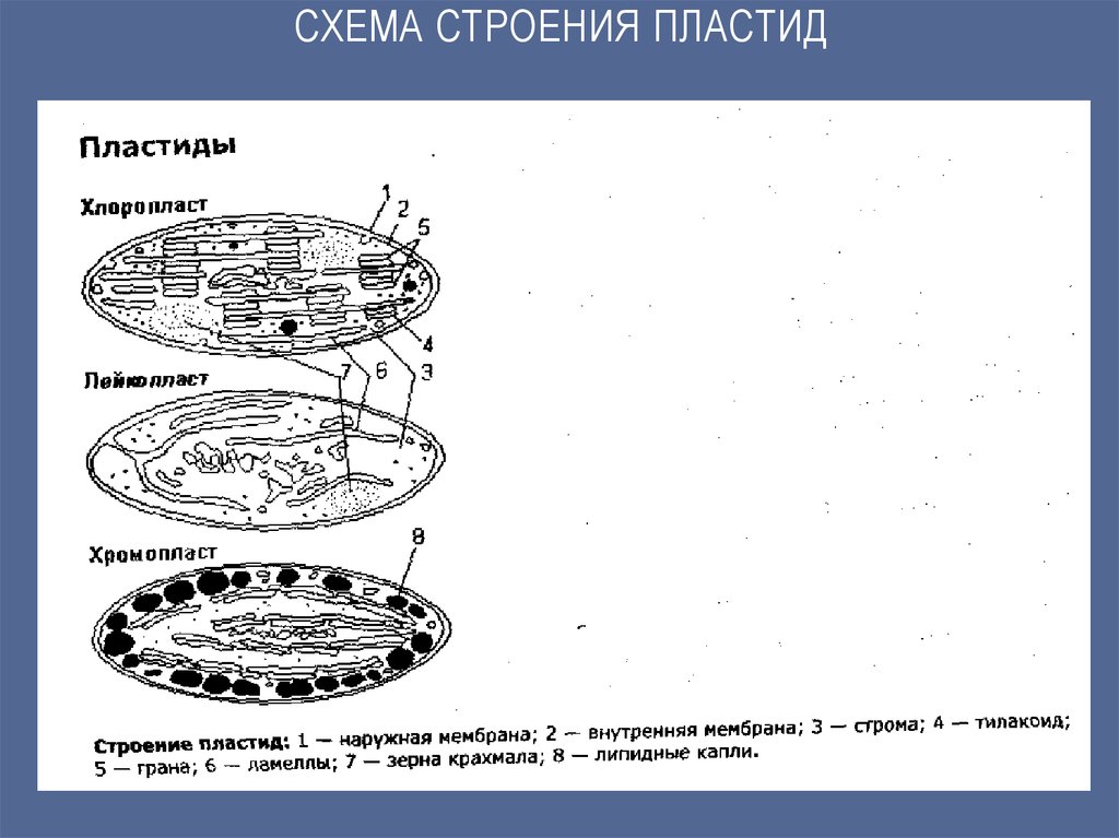 Схематический рисунок хлоропласта