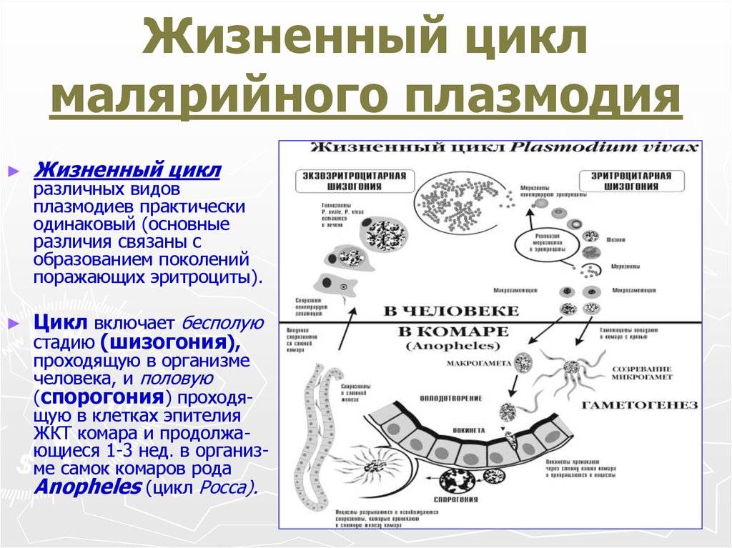 Малярия цикл развития малярийного плазмодия