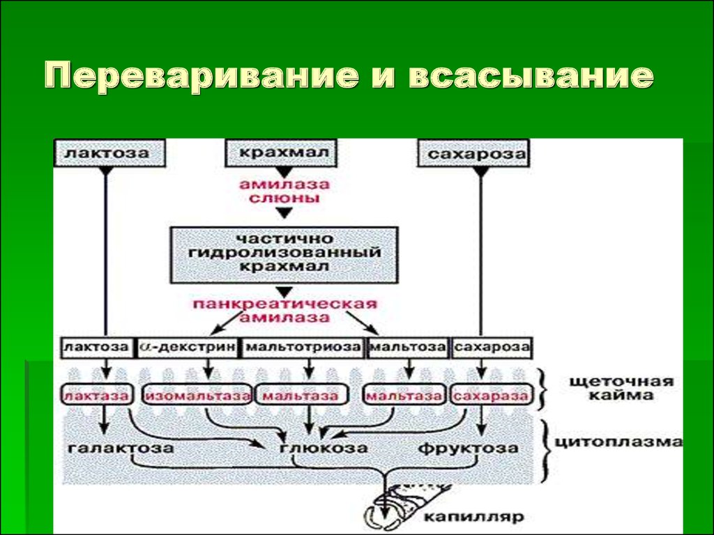 Схема переваривания углеводов в жкт биохимия