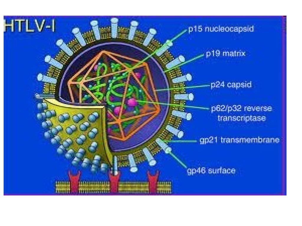 Вирус human. HTLV 1 вирус. Т-лимфотропный вирус человека (HTLV). Вирусы HTLV 1 И 2. Т-лимфотропный вирус 1 типа (HTLV-1).