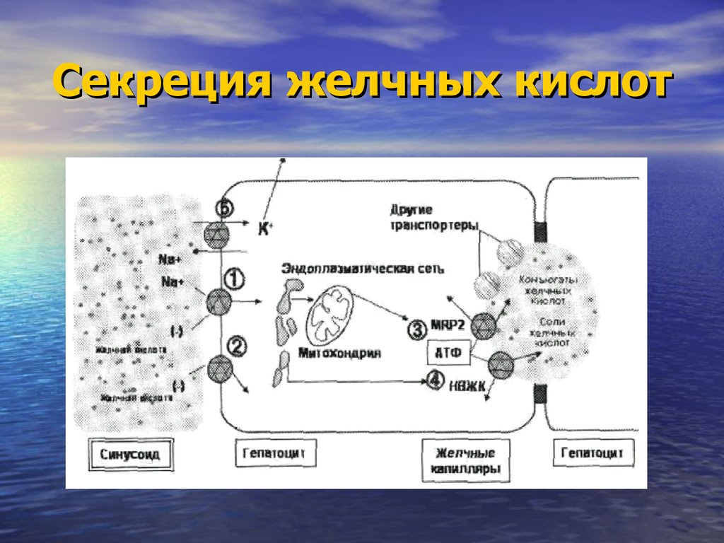 Патофизиология жкт презентация