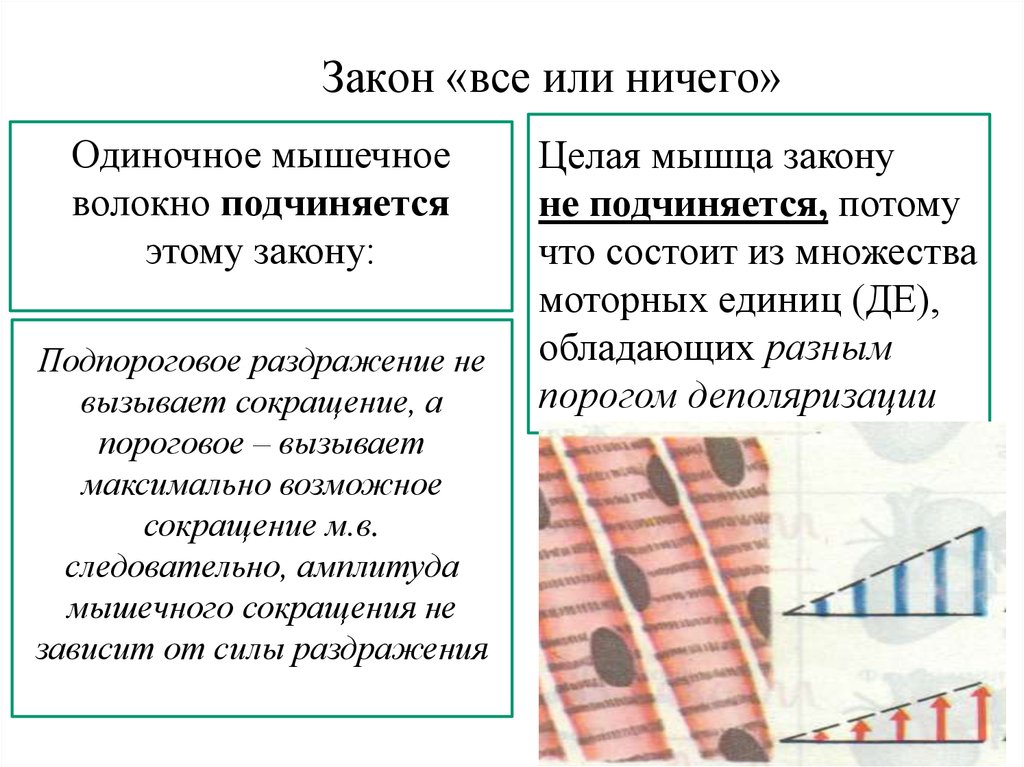 Закон целого. Амплитуда мышечного сокращения. Закон все или ничего. Закон все или ничего для сердца. Закон все или ничего физиология.