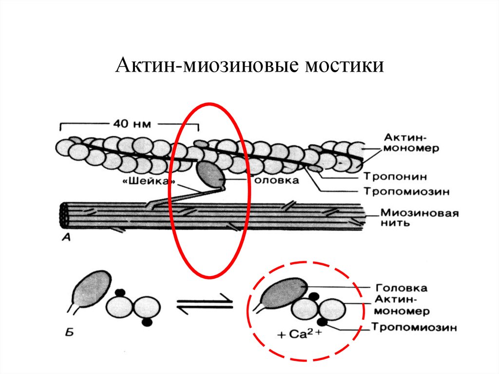 Актин. Актин миозиновые мостики. Строение актина физиология. Мышечное волокно активный центр актина. Актин миозиновые волокна схема.