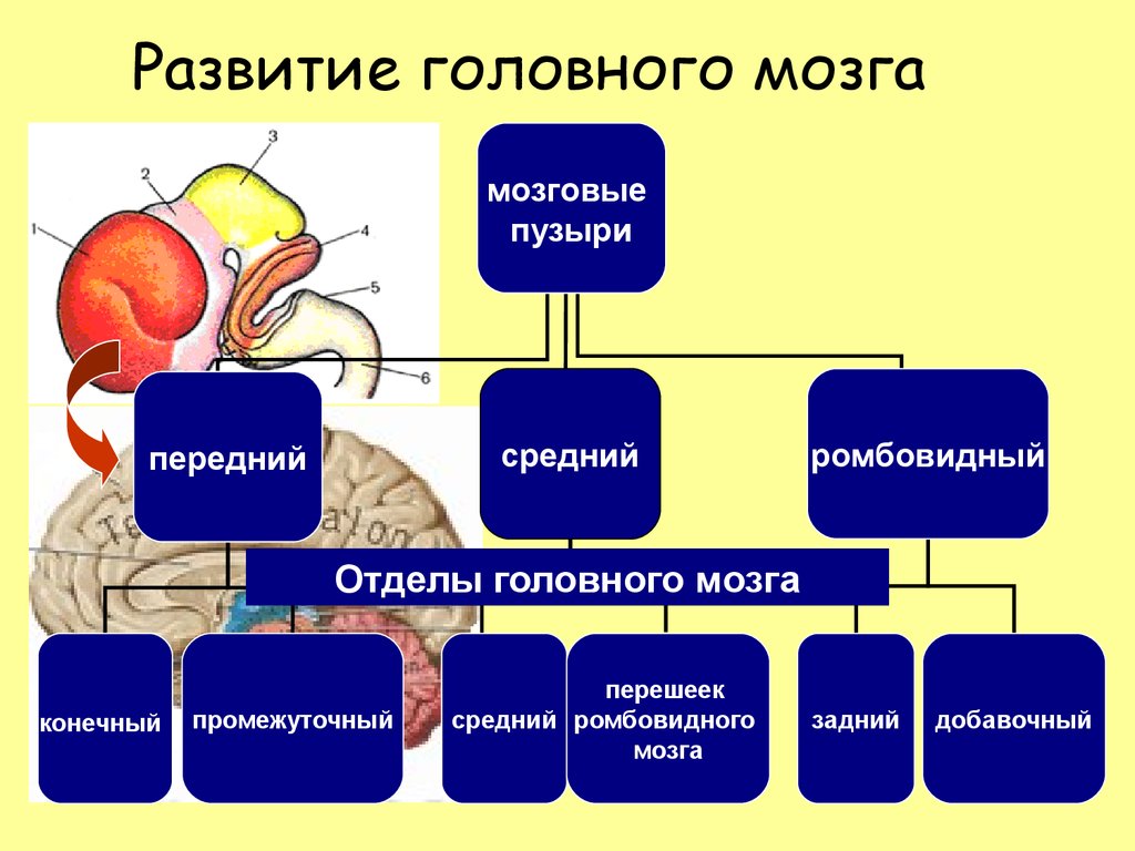 Развитие головного мозга. Схема развития головного мозга. Формирование отделов головного мозга. Головной мозг развивается из.