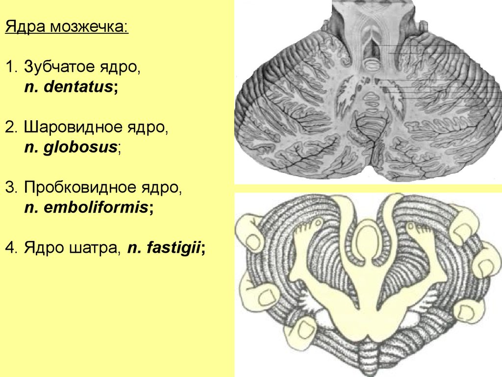 Ядра мозжечка. Ядро зубчатое ядро мозжечка. Ядро шатра мозжечка. Ядра мозжечка анатомия. Шаровидное ядро мозжечка функции.