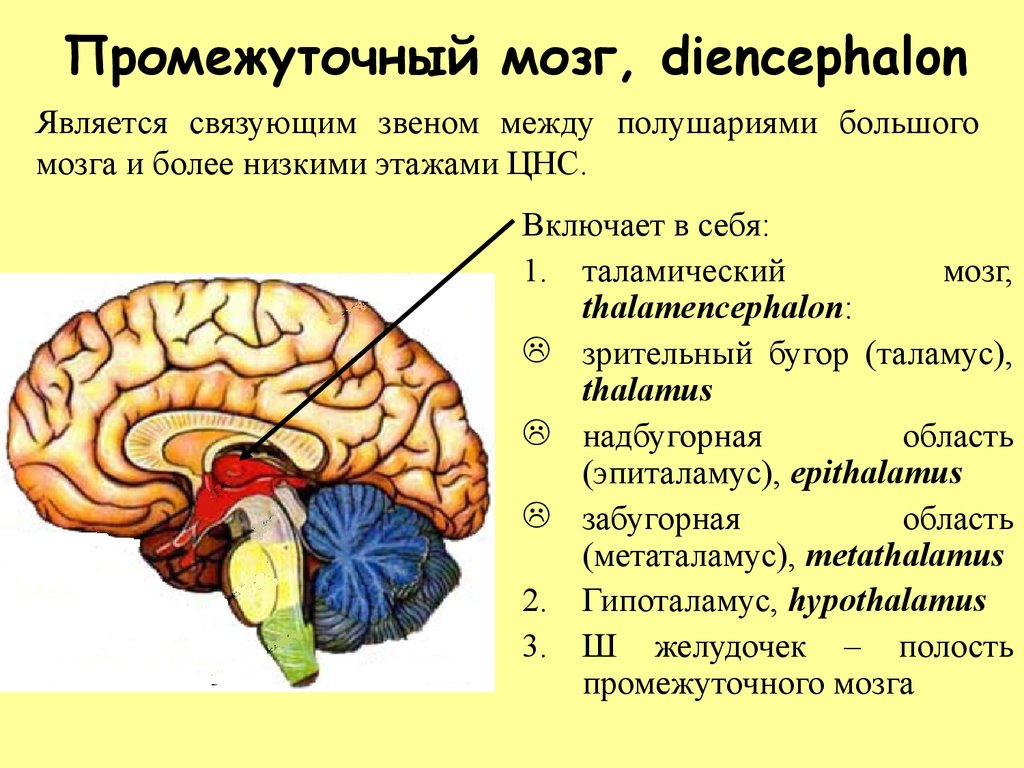 Таламус и гипоталамус какой отдел мозга. Промежуточный мозг к чему относится. Промежуточный мозг строение. 4 Отдела промежуточного мозга. В промежуточный мозг входят отделы.
