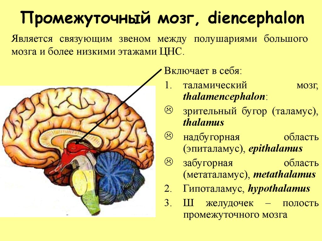 Диэнцефалон. Структура отделов промежуточного мозга. 4 Отдела промежуточного мозга. Строение какого промежуточного мозга. Анатомические образования относящиеся к промежуточному мозгу.