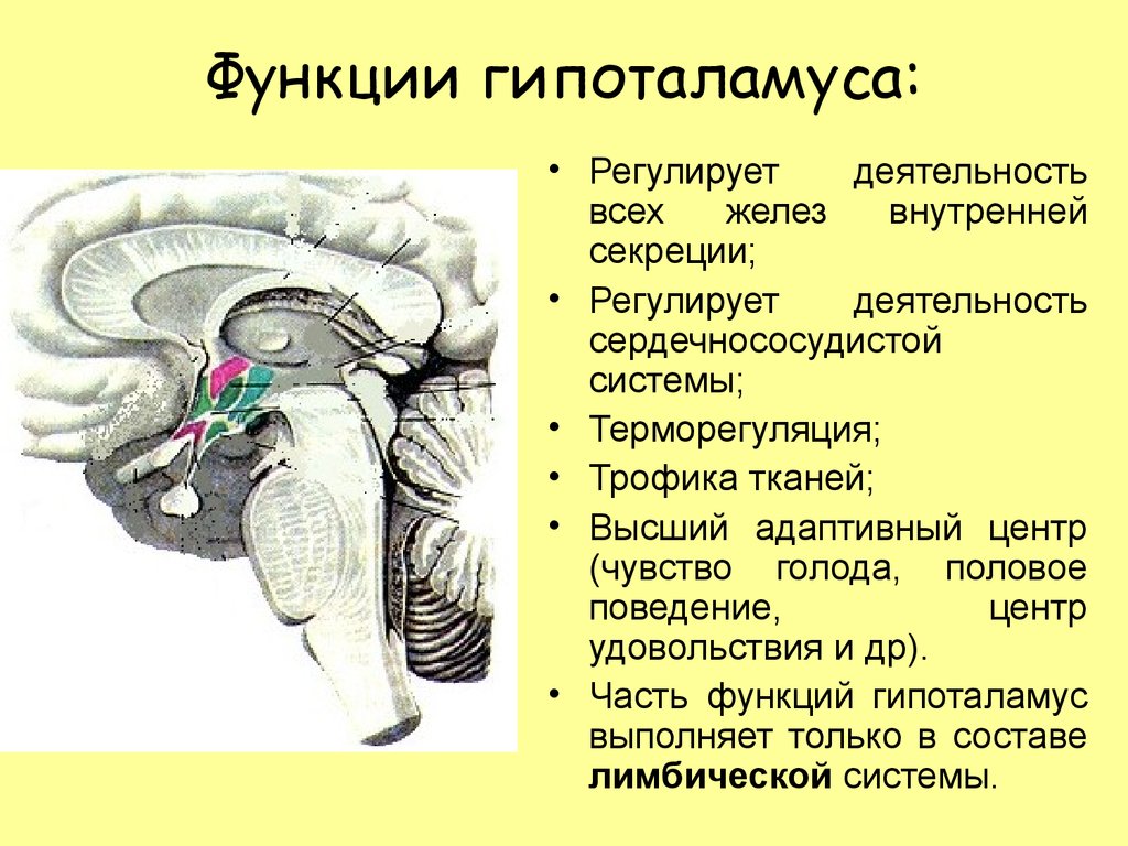 Средний и промежуточный мозг строение. Отделы головного мозга гипоталамус. Структуры и функции гипоталамуса. Гипоталамус функции кратко. Функции гипоталамуса промежуточного мозга.