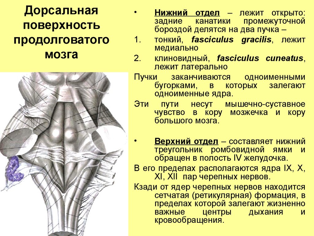 Продолговатый мозг латеральная. Задняя боковая борозда продолговатого мозга. Продолговатый мозг строение задняя поверхность. Ядра задних канатиков продолговатого мозга. Дорсальная поверхность промежуточного мозга.