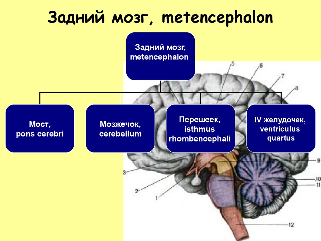Задний головной мозг включает отделы. Строение мозга мозжечок мост. Задний отдел мозга строение. Функциональная анатомия ствола головного мозга. Задний мозг строение и функции.