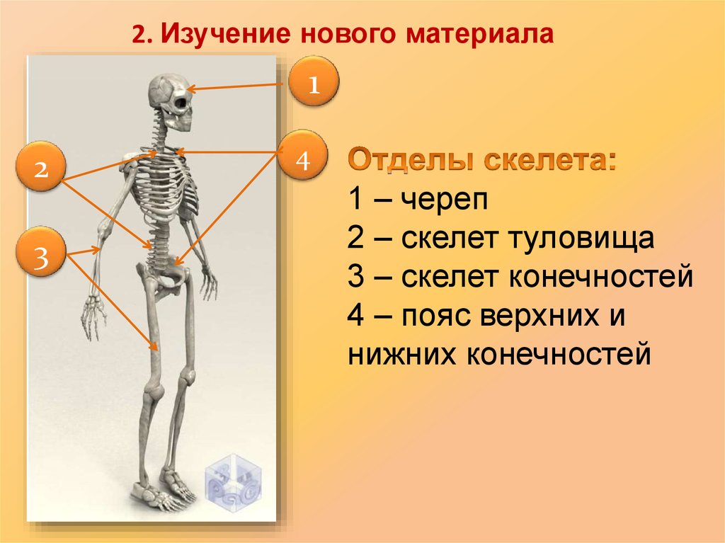 Назовите кости обозначенные на рисунке а и б укажите к каким отделам скелета их относят