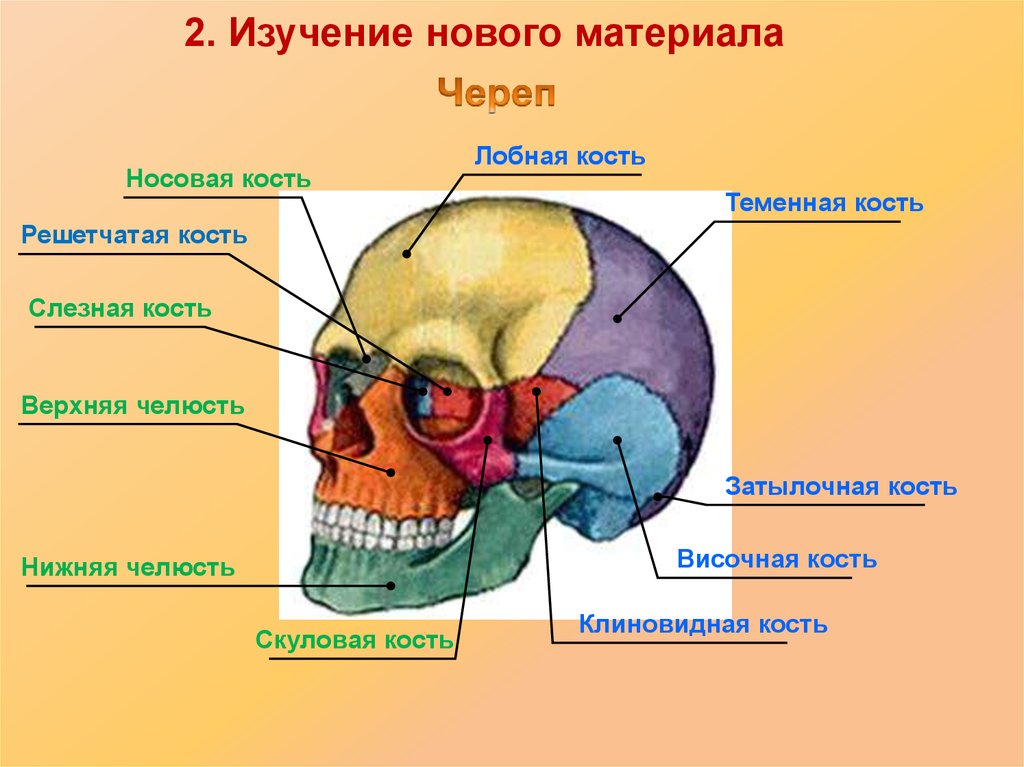 Теменная область кость
